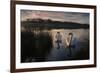 Two Mute Swan, Cygnus Olor, on a Lake in London's Richmond Park-Alex Saberi-Framed Photographic Print