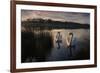 Two Mute Swan, Cygnus Olor, on a Lake in London's Richmond Park-Alex Saberi-Framed Photographic Print