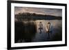 Two Mute Swan, Cygnus Olor, on a Lake in London's Richmond Park-Alex Saberi-Framed Photographic Print