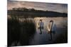 Two Mute Swan, Cygnus Olor, on a Lake in London's Richmond Park-Alex Saberi-Mounted Photographic Print