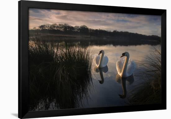 Two Mute Swan, Cygnus Olor, on a Lake in London's Richmond Park-Alex Saberi-Framed Photographic Print