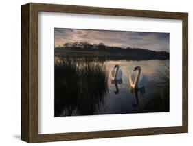 Two Mute Swan, Cygnus Olor, on a Lake in London's Richmond Park-Alex Saberi-Framed Photographic Print