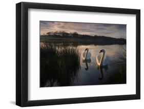 Two Mute Swan, Cygnus Olor, on a Lake in London's Richmond Park-Alex Saberi-Framed Photographic Print