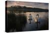 Two Mute Swan, Cygnus Olor, on a Lake in London's Richmond Park-Alex Saberi-Stretched Canvas