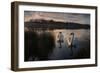 Two Mute Swan, Cygnus Olor, on a Lake in London's Richmond Park-Alex Saberi-Framed Photographic Print