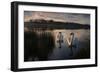 Two Mute Swan, Cygnus Olor, on a Lake in London's Richmond Park-Alex Saberi-Framed Photographic Print