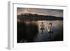 Two Mute Swan, Cygnus Olor, on a Lake in London's Richmond Park-Alex Saberi-Framed Photographic Print