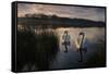 Two Mute Swan, Cygnus Olor, on a Lake in London's Richmond Park-Alex Saberi-Framed Stretched Canvas