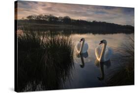 Two Mute Swan, Cygnus Olor, on a Lake in London's Richmond Park-Alex Saberi-Stretched Canvas