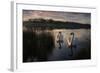 Two Mute Swan, Cygnus Olor, on a Lake in London's Richmond Park-Alex Saberi-Framed Photographic Print