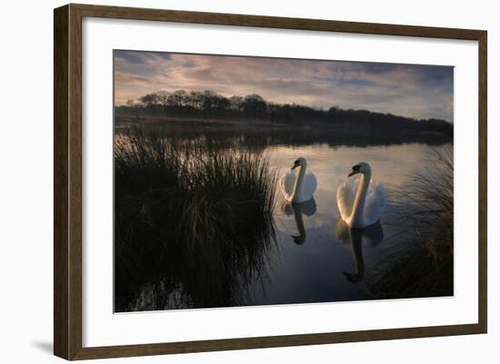 Two Mute Swan, Cygnus Olor, on a Lake in London's Richmond Park-Alex Saberi-Framed Photographic Print