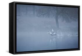 Two Mute Swans, Cygnus Odor, Take Off from a Misty Pond at Sunrise-Alex Saberi-Framed Stretched Canvas