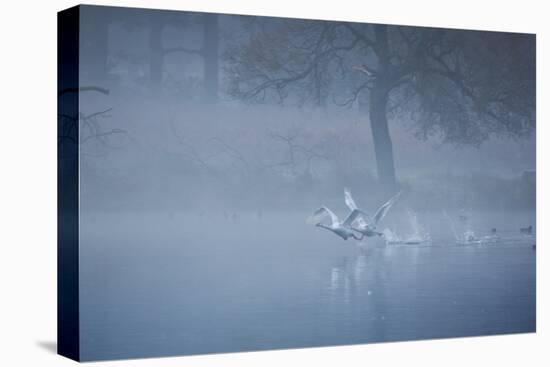 Two Mute Swans, Cygnus Odor, Take Off from a Misty Pond at Sunrise-Alex Saberi-Stretched Canvas