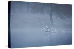 Two Mute Swans, Cygnus Odor, Take Off from a Misty Pond at Sunrise-Alex Saberi-Stretched Canvas