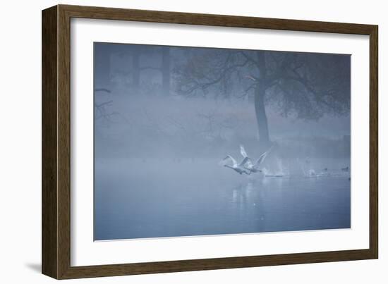 Two Mute Swans, Cygnus Odor, Take Off from a Misty Pond at Sunrise-Alex Saberi-Framed Photographic Print