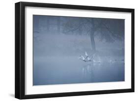 Two Mute Swans, Cygnus Odor, Take Off from a Misty Pond at Sunrise-Alex Saberi-Framed Photographic Print