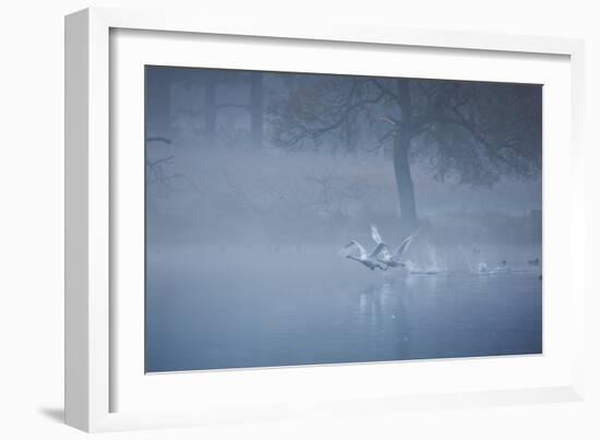 Two Mute Swans, Cygnus Odor, Take Off from a Misty Pond at Sunrise-Alex Saberi-Framed Photographic Print