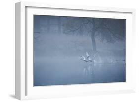 Two Mute Swans, Cygnus Odor, Take Off from a Misty Pond at Sunrise-Alex Saberi-Framed Photographic Print