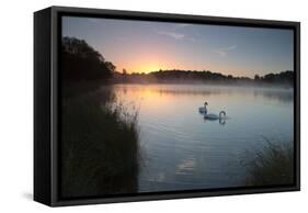 Two Mute Swans, Cygnus Olor, Feed on Misty Pen Ponds in Richmond Park at Sunrise-Alex Saberi-Framed Stretched Canvas