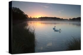 Two Mute Swans, Cygnus Olor, Feed on Misty Pen Ponds in Richmond Park at Sunrise-Alex Saberi-Stretched Canvas