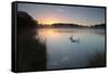 Two Mute Swans, Cygnus Olor, Feed on Misty Pen Ponds in Richmond Park at Sunrise-Alex Saberi-Framed Stretched Canvas