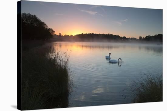 Two Mute Swans, Cygnus Olor, Feed on Misty Pen Ponds in Richmond Park at Sunrise-Alex Saberi-Stretched Canvas