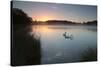 Two Mute Swans, Cygnus Olor, Feed on Misty Pen Ponds in Richmond Park at Sunrise-Alex Saberi-Stretched Canvas