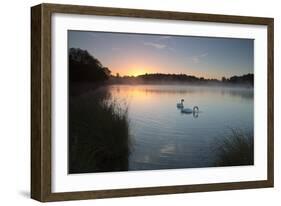 Two Mute Swans, Cygnus Olor, Feed on Misty Pen Ponds in Richmond Park at Sunrise-Alex Saberi-Framed Photographic Print