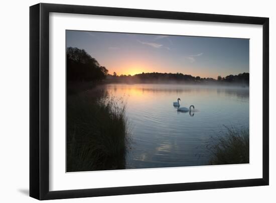 Two Mute Swans, Cygnus Olor, Feed on Misty Pen Ponds in Richmond Park at Sunrise-Alex Saberi-Framed Photographic Print