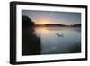 Two Mute Swans, Cygnus Olor, Feed on Misty Pen Ponds in Richmond Park at Sunrise-Alex Saberi-Framed Photographic Print