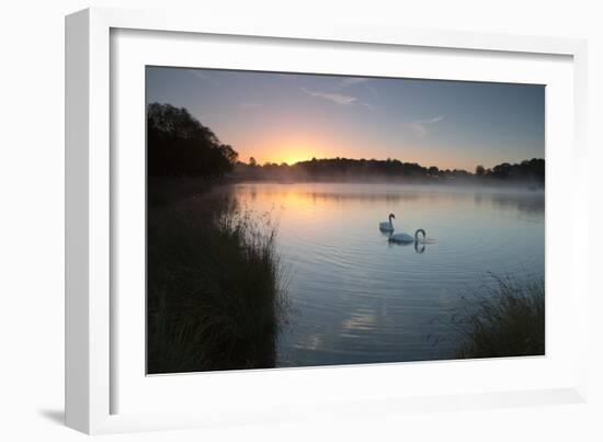 Two Mute Swans, Cygnus Olor, Feed on Misty Pen Ponds in Richmond Park at Sunrise-Alex Saberi-Framed Photographic Print