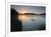 Two Mute Swans, Cygnus Olor, Feed on Misty Pen Ponds in Richmond Park at Sunrise-Alex Saberi-Framed Photographic Print