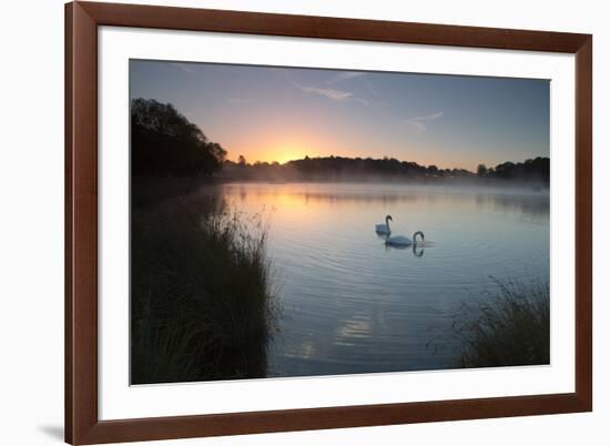 Two Mute Swans, Cygnus Olor, Feed on Misty Pen Ponds in Richmond Park at Sunrise-Alex Saberi-Framed Photographic Print