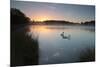 Two Mute Swans, Cygnus Olor, Feed on Misty Pen Ponds in Richmond Park at Sunrise-Alex Saberi-Mounted Photographic Print