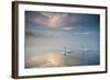 Two Mute Swans, Cygnus Olor, Floating On A Lake In Richmond Park At Sunrise-Alex Saberi-Framed Photographic Print