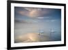 Two Mute Swans, Cygnus Olor, Floating On A Lake In Richmond Park At Sunrise-Alex Saberi-Framed Photographic Print