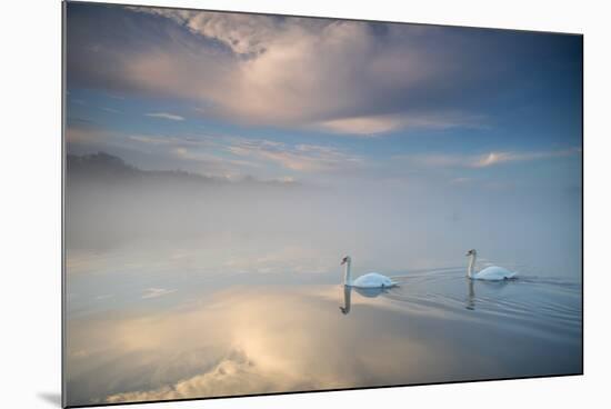 Two Mute Swans, Cygnus Olor, Floating On A Lake In Richmond Park At Sunrise-Alex Saberi-Mounted Photographic Print