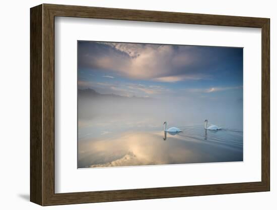 Two Mute Swans, Cygnus Olor, Floating On A Lake In Richmond Park At Sunrise-Alex Saberi-Framed Premium Photographic Print