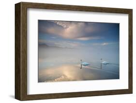 Two Mute Swans, Cygnus Olor, Floating On A Lake In Richmond Park At Sunrise-Alex Saberi-Framed Premium Photographic Print