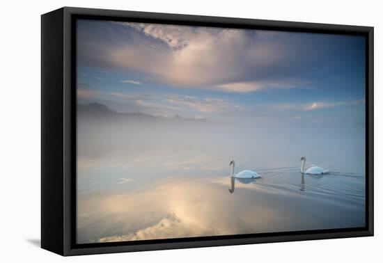 Two Mute Swans, Cygnus Olor, Floating On A Lake In Richmond Park At Sunrise-Alex Saberi-Framed Stretched Canvas