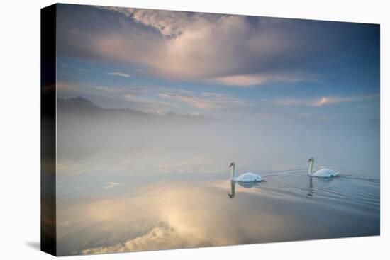 Two Mute Swans, Cygnus Olor, Floating On A Lake In Richmond Park At Sunrise-Alex Saberi-Stretched Canvas