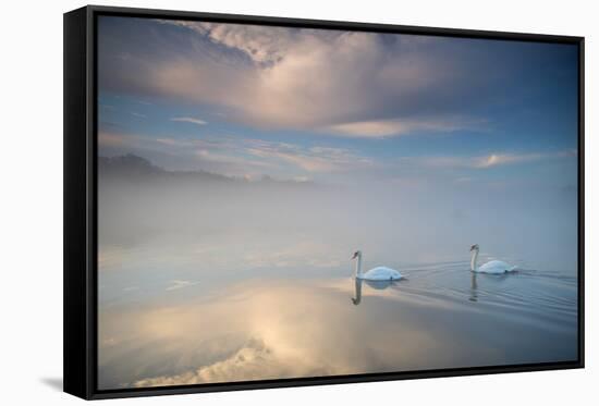 Two Mute Swans, Cygnus Olor, Floating On A Lake In Richmond Park At Sunrise-Alex Saberi-Framed Stretched Canvas