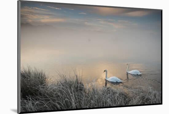 Two Mute Swans, Cygnus Olor, Glide Through A Lake In Richmond Park At Sunrise-Alex Saberi-Mounted Premium Photographic Print