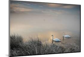 Two Mute Swans, Cygnus Olor, Glide Through A Lake In Richmond Park At Sunrise-Alex Saberi-Mounted Premium Photographic Print