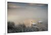 Two Mute Swans, Cygnus Olor, Glide Through A Lake In Richmond Park At Sunrise-Alex Saberi-Framed Photographic Print