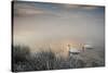 Two Mute Swans, Cygnus Olor, Glide Through A Lake In Richmond Park At Sunrise-Alex Saberi-Stretched Canvas