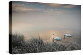 Two Mute Swans, Cygnus Olor, Glide Through A Lake In Richmond Park At Sunrise-Alex Saberi-Stretched Canvas