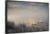 Two Mute Swans, Cygnus Olor, Glide Through A Lake In Richmond Park At Sunrise-Alex Saberi-Framed Stretched Canvas