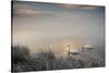 Two Mute Swans, Cygnus Olor, Glide Through A Lake In Richmond Park At Sunrise-Alex Saberi-Stretched Canvas