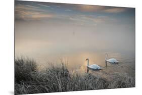 Two Mute Swans, Cygnus Olor, Glide Through A Lake In Richmond Park At Sunrise-Alex Saberi-Mounted Photographic Print